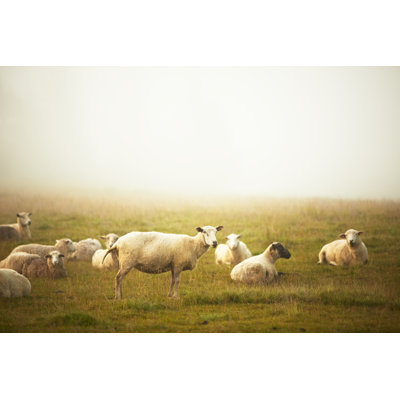Sheep On Farm by Chalabala - Wrapped Canvas Print