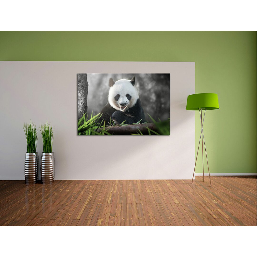 Leinwandbild Niedlicher Panda isst Bambus