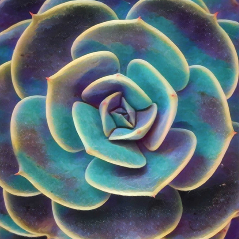 Anson Shannon Clark - succulent mauve et bleu par Shannon Clark - reproduction d'art sur toile tendue