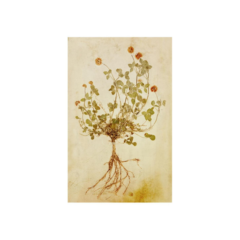 Pressed Flowers III Print by Michelle Bennett, Outdoor, 28" H x 24" W x 1.5" D
