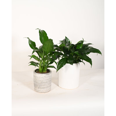 Upshining Live Flowering Plant in Ceramic Pot