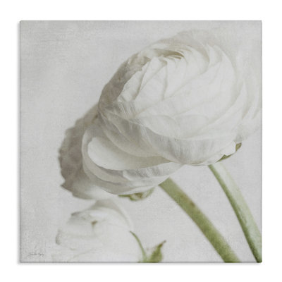 Charmante pivoine blanche sur toile par Jennifer Rigsby