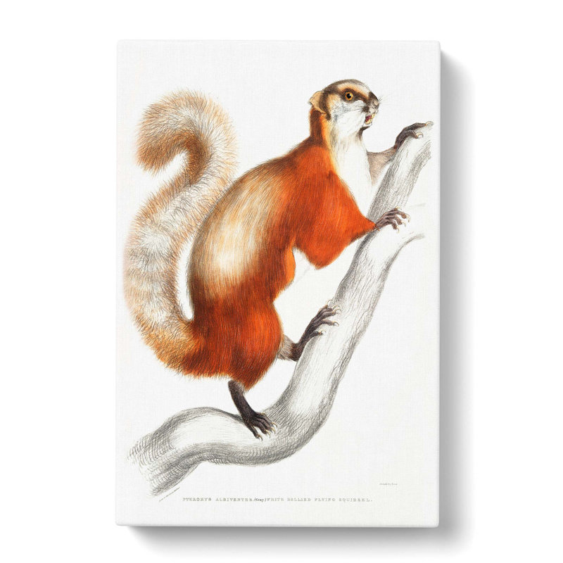 White Bellied Flying Squirrel Illustration by John Edward Gray - Wrapped Canvas Print, 50cm H x 35cm W x 3cm D