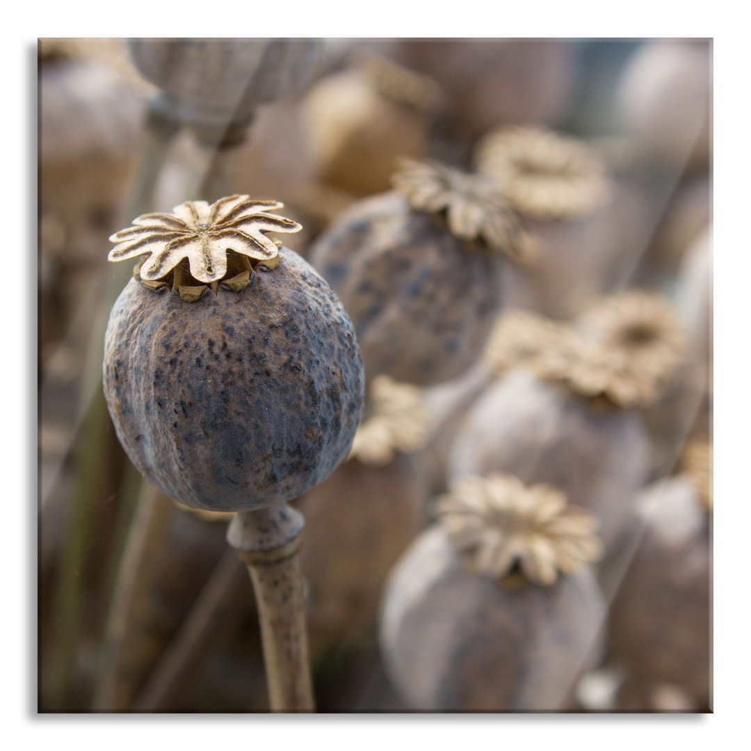 Glasbild Mohnkapsel der Mohnblume