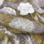 Evangeline Fabric