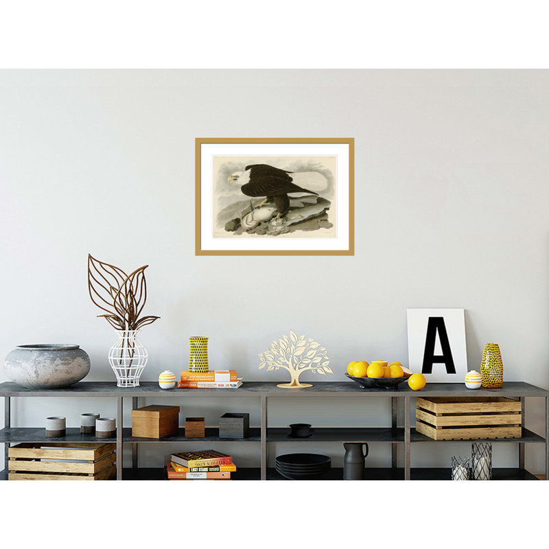 «White Headed Eagle» par John James Audubon, impression giclée sur cadre, H 21,81 po x l 29,5 po