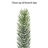Pre-Lit Pine Christmas Tree-7452041