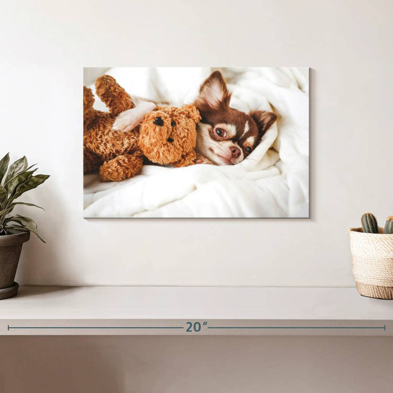 Chihuahua Brampt avec ours en peluche, H 8 po x l 12 po