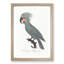 A Palm Cockatoo by F. Levaillant - Single Picture Frame Painting-55453389-55453390