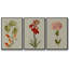 Botanical Array IV - Ensemble de 3 cadres photo sur toile-97757322-97757329