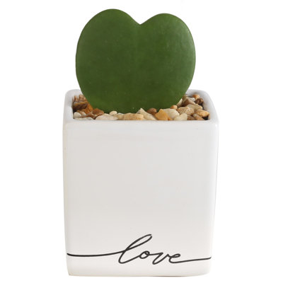 Succulent in Planter