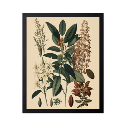 Orchidée