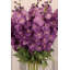 Delphinium - 35.5 Inches Box of 12-856190679