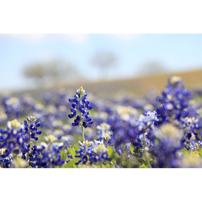 Field Of Bluebonnets by Somus - Wrapped Canvas Print, 30cm H x 46cm W