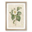 Japanese Camellia in White by Pierre-Joseph Redoute - Picture Frame Graphic Art Print-55610123-55610125