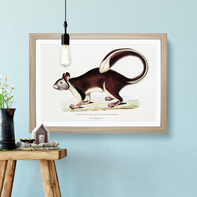 Large-Tailed Squirrel Illustration by John Edward Gray - Picture Frame Painting Print, 48cm H x 65cm W x 2cm D, Oak Framed
