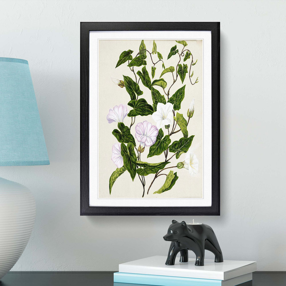 Bindweed Flowers by Sarah Featon - Framed Print