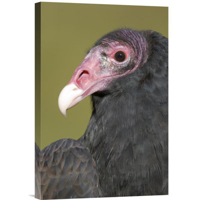 " Turkey Vulture "