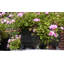 Herrin Handmade Pot Planter