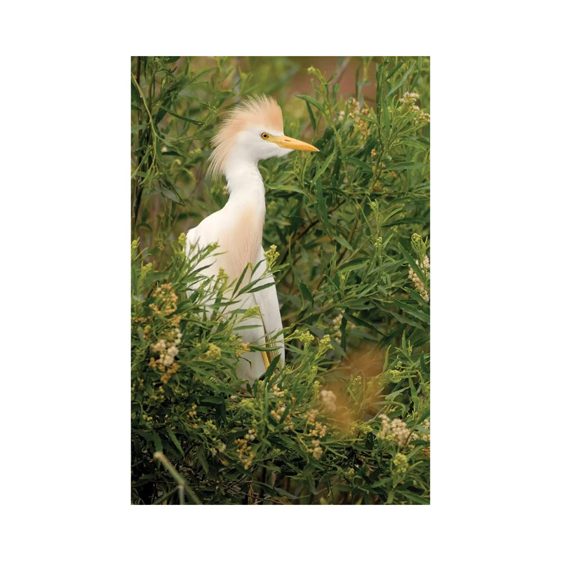 Cattle Egret, Argentina by Agustin Esmoris - Wrapped Canvas Print, 66.04 cm H x 45.72 cm W x 3.175 cm D