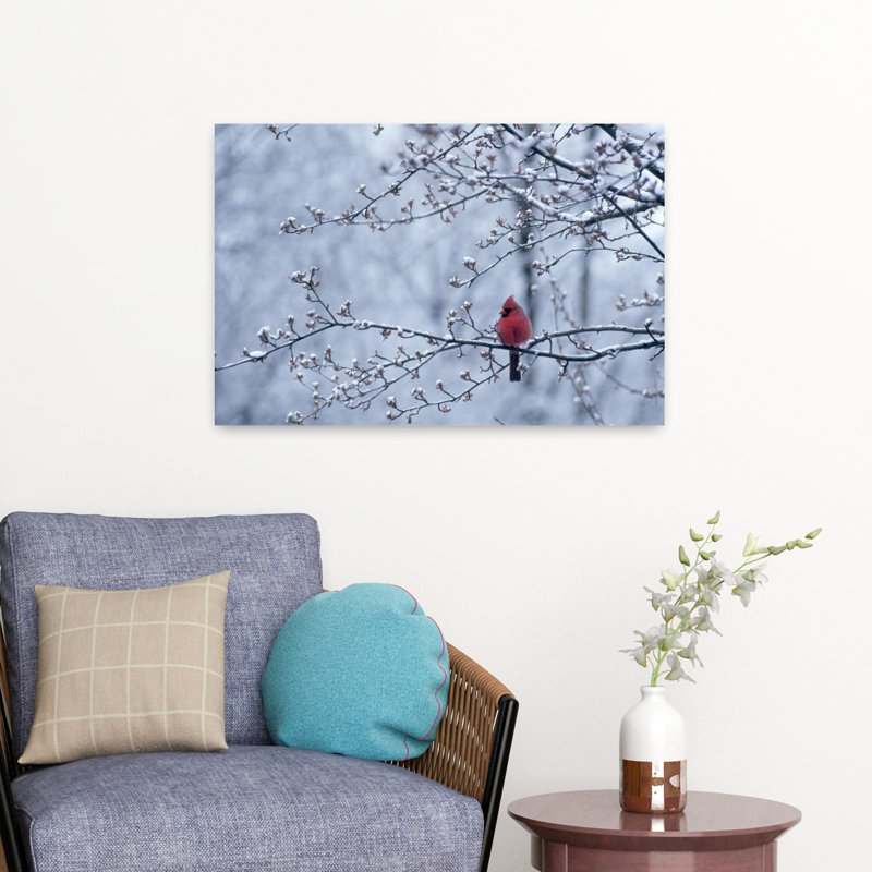 Cardinal assis dans un pommier au printemps avec la neige sur les branches et les bourgeons, H 16 po x l 24 po
