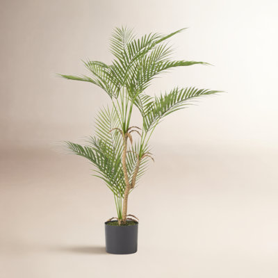 Palm Tree in Pot