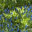 Grape Hyacinths Bulb