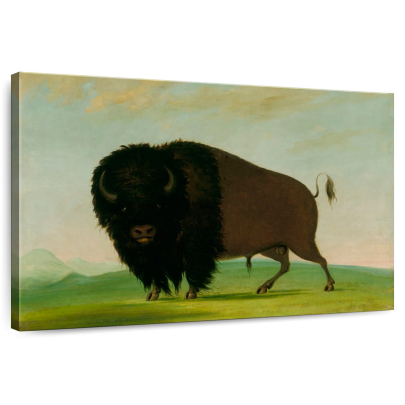 Taureau Brampt broutant dans la prairie, H 24 po x l 36 po