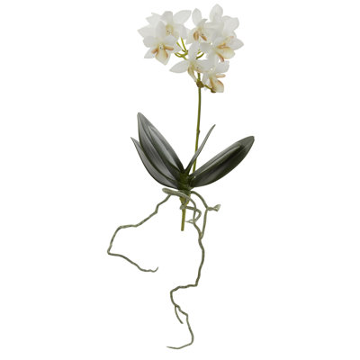 Orchid Arrangement
