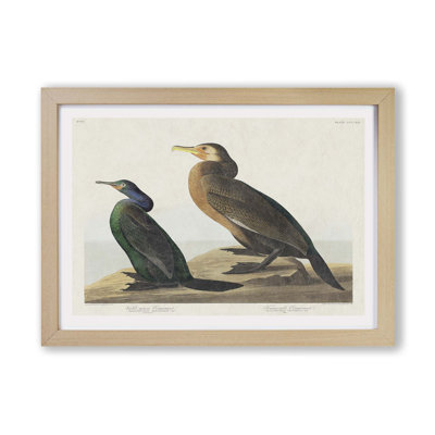 Cormorant Birds by John Audubon - Single Picture Frame Painting