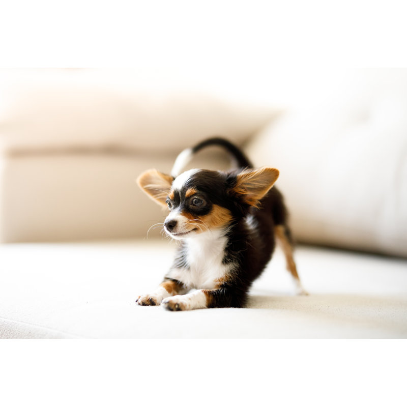 Chihuahua Puppy by Capuski - No Frame Art Prints on Canvas, 81cm H x 122cm W