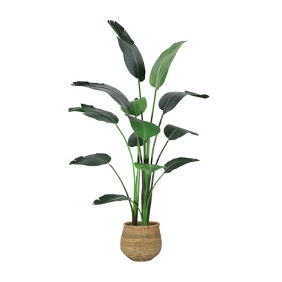 6' Bird of Paradise Tree with Bamboo Planter