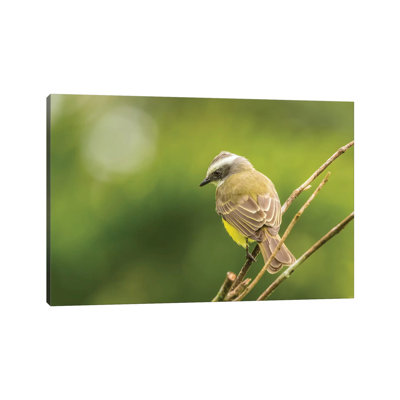 Costa Rica, Arenal. White-Ringed Flycatcher On Limb. by Jaynes Gallery - Wrapped Canvas Print