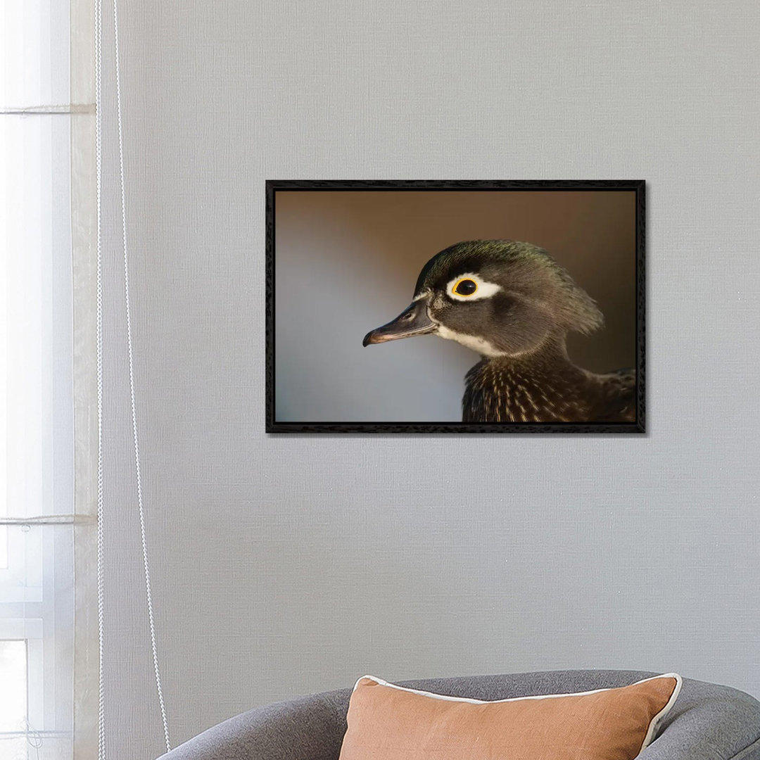 Wood Duck Female, Close-Up Of Head. von Richard Wright - Gallery-Wrapped Canvas Giclée on Canvas