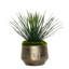 1 Plant
