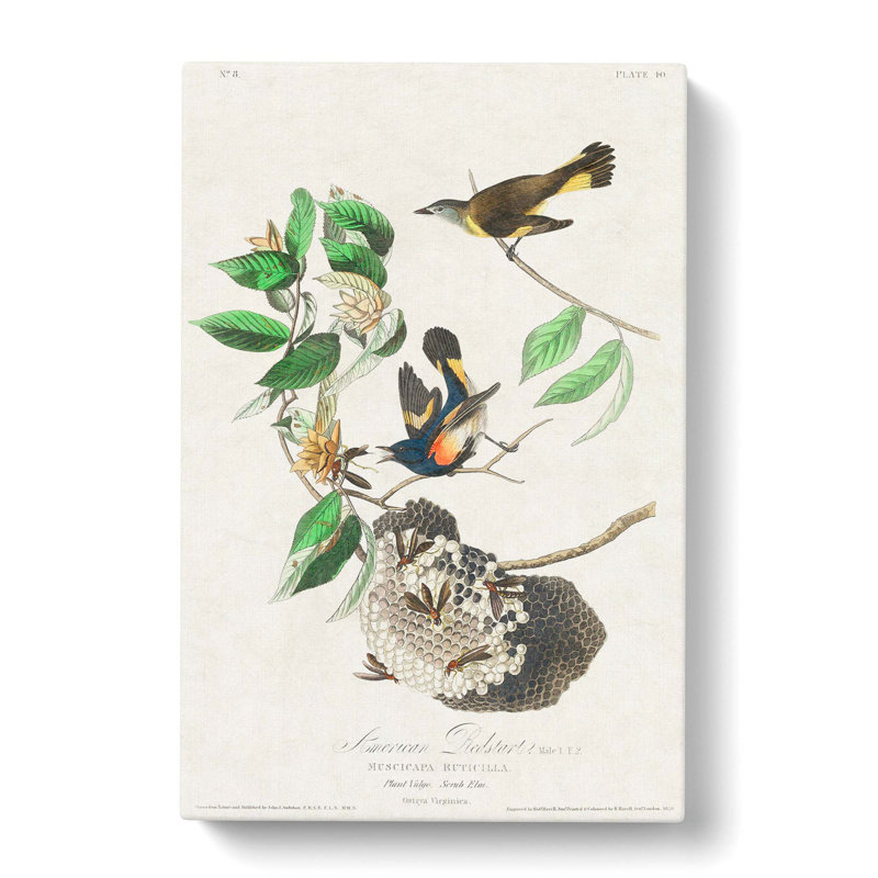 American Redstart Birds by John Audubon - Wrapped Canvas Painting, 50cm H x 35cm W x 3cm D