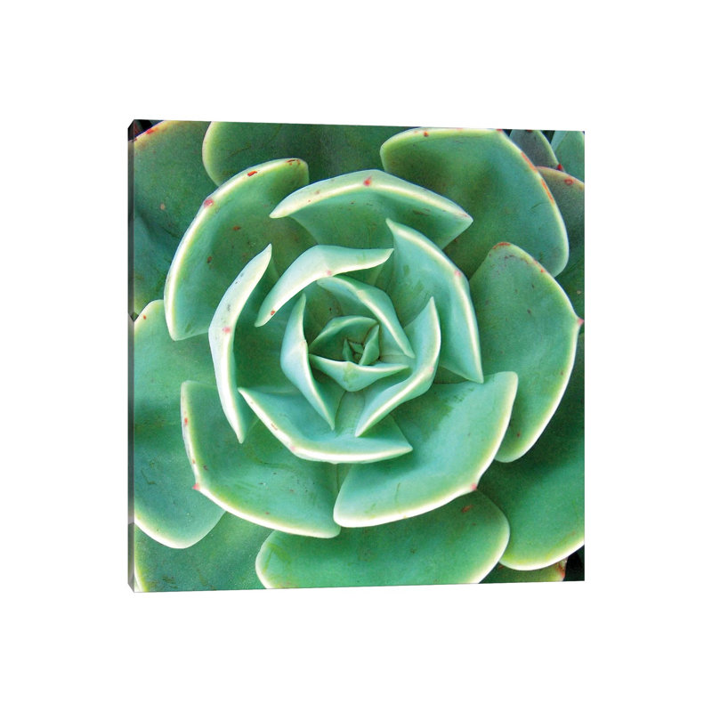 Echeveria I by Jairo Rodriguez - Wrapped Canvas Gallery-Wrapped Canvas Giclée
