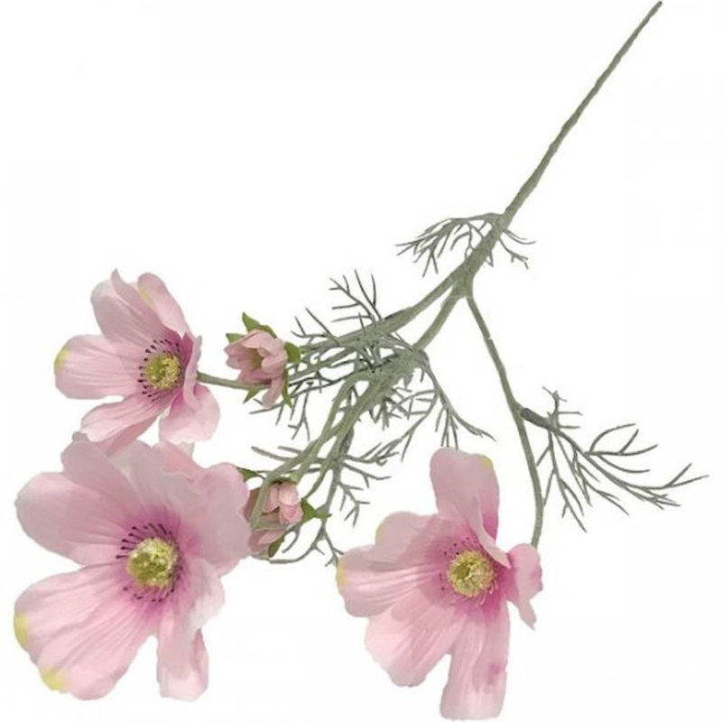 Jet chrysanthemum, Rose