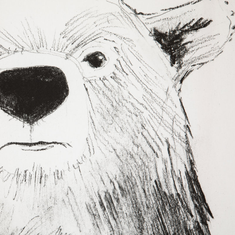 Bear Print by Jess Engle