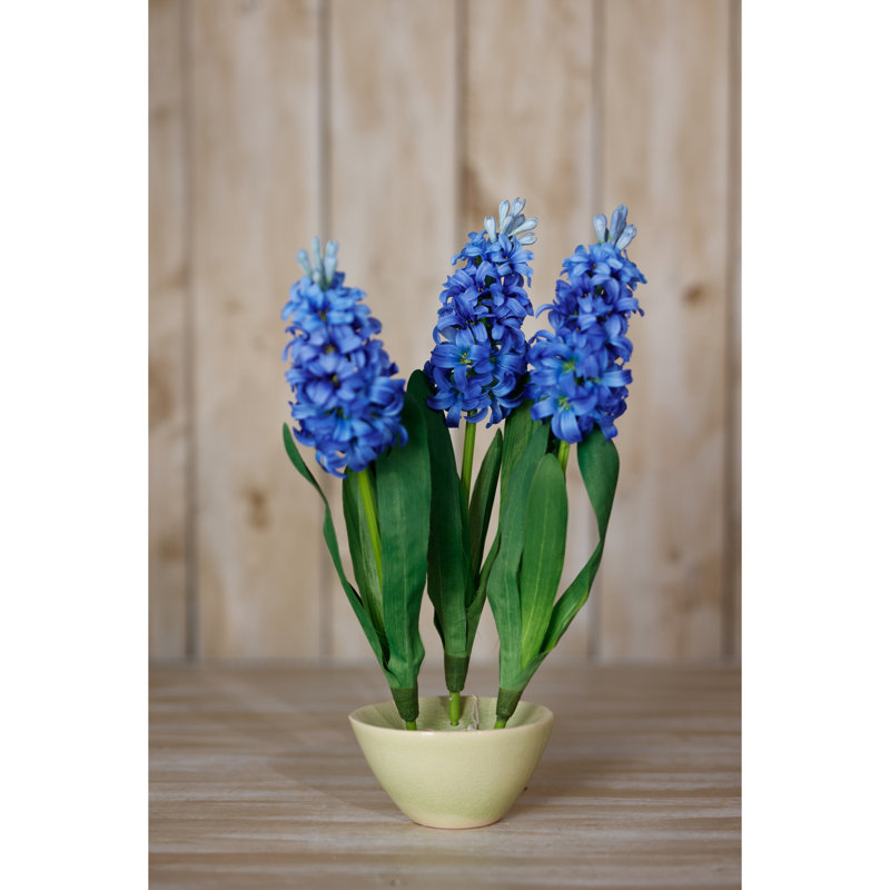Hyacinth Stem, Blue