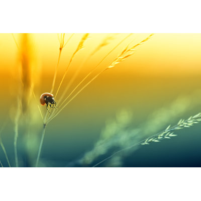 Ladybug by Pawel.Gaul - Wrapped Canvas Print