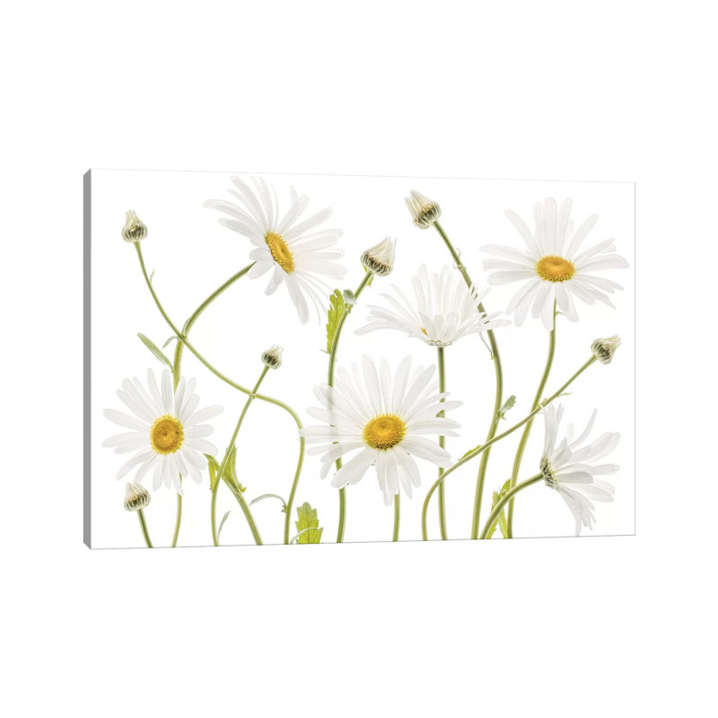 Ox Eye Daisies by Mandy Disher - Print on Canvas, Wrapped Canvas, 45.72cm H x 66.04cm W x 1.91cm D