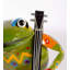 Frog Musician