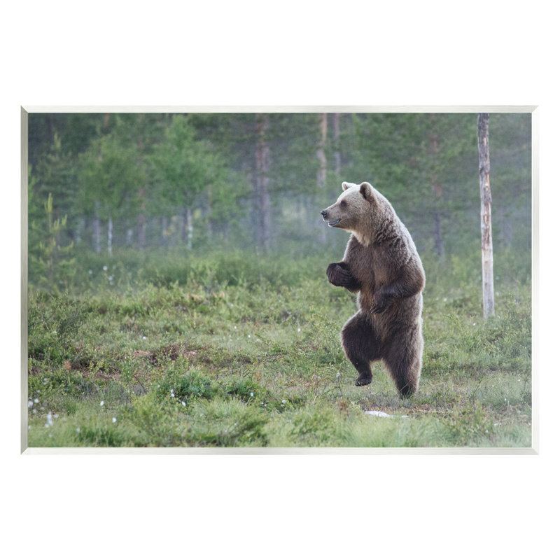 «Ba-387-Wood Dancing Bear In Forest on Canvas» par Alex Jevon, H 10 po x l 15 po x P 0,5 po