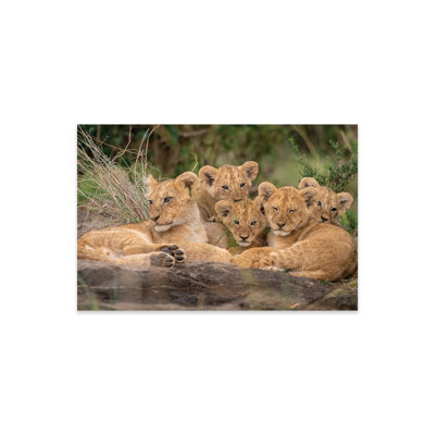 Adorables lionceaux sur verre acrylique