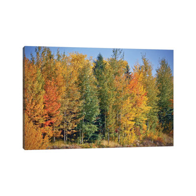 Autumn Layers Of Trees II by Susan Vizvary - Wrapped Canvas Print