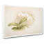 Magnolia Flowers Illustration Tab. 11 by Frederick Sander - Wrapped Canvas Art - Wrapped Canvas-55365369