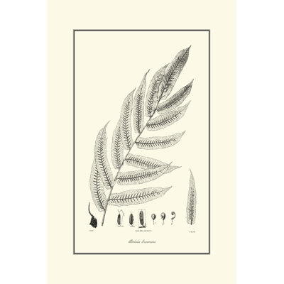 Fern III by Curtis - Wrapped Canvas Painting