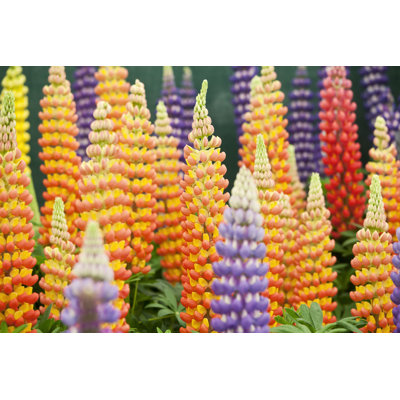 Lupin Spires by Stocknshares - Wrapped Canvas Print