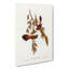 Rufous-Fronted Fantail Birds by Elizabeth Gould - Wrapped Canvas Print-55323282